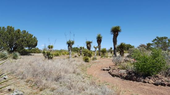A Guide to Visiting Chihuahuan Desert Nature Center and Botanical Gardens